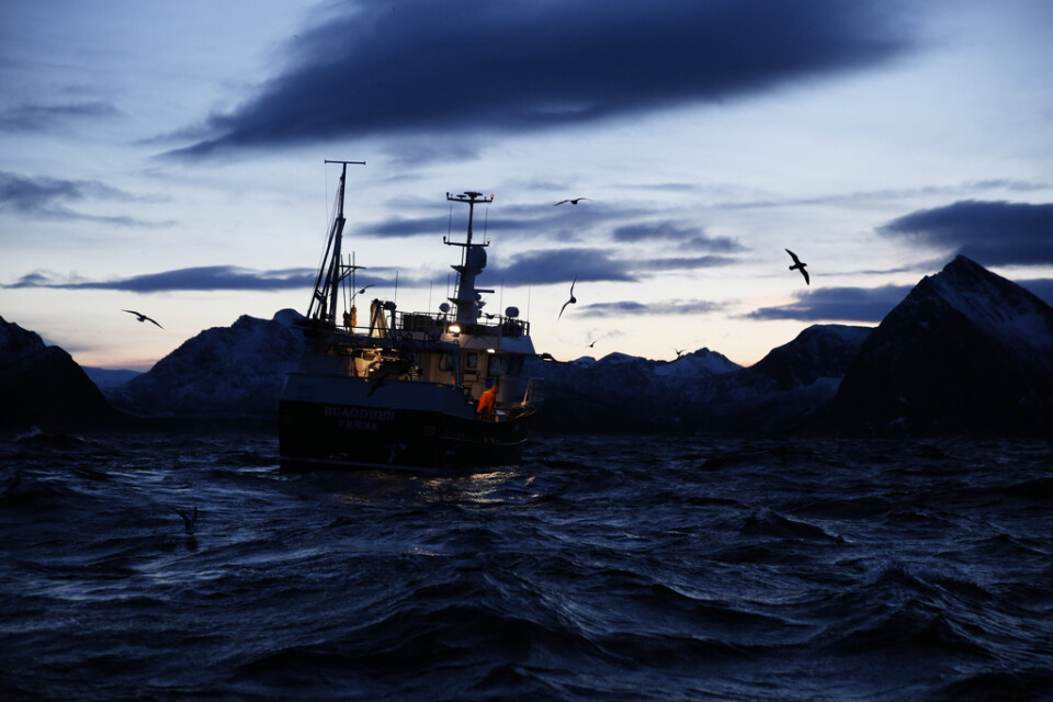 Norska fiskare dumpar sill. Arkivbild.