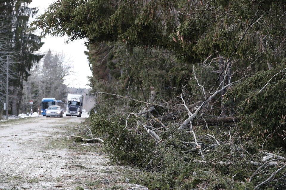 Nedfallna träd till följd av stormen Alfrida på väg 77 vid  Finsta.