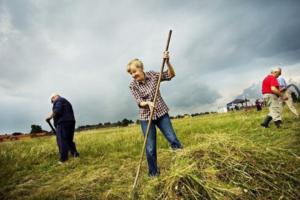 Bilder: ANNICA JÖNSSON När gräset liats ska det samlas ihop för att torka på en hässja. Lena Herbst räfsar med långa tag.