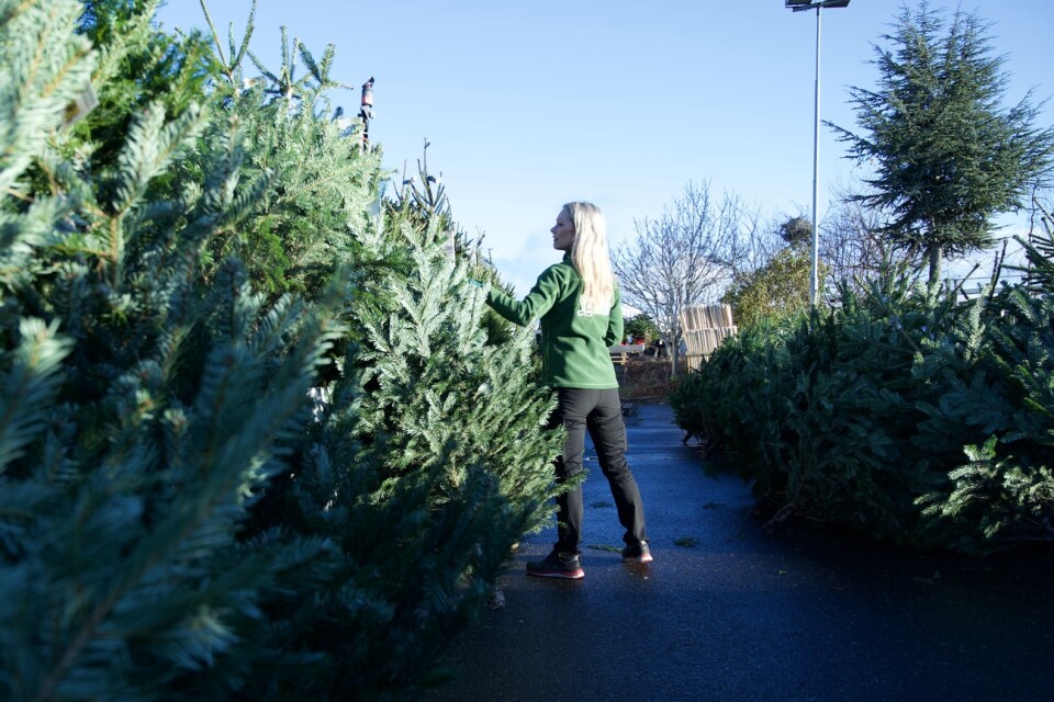 Hos Blomsterlandet i Kristianstad finns det massor med olika granar att välja mellan och där finns all hjälp du behöver för att hålla granen grann hela julen.