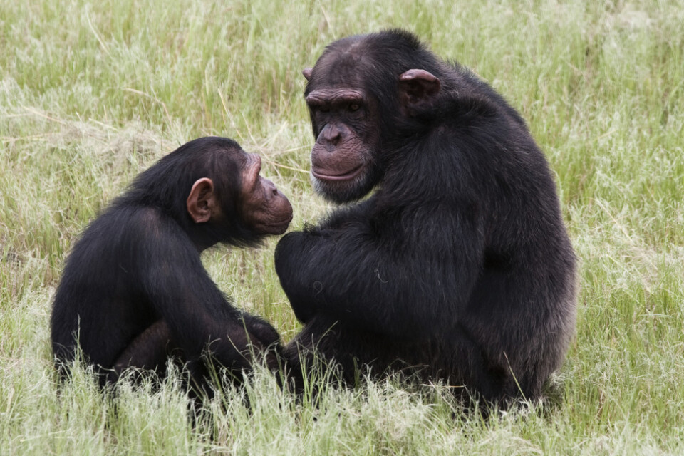 Hur mycket vi kan lära oss av andra primaters sociala liv, som här schimpanser, finns olika uppfattning om. Arkivbild.