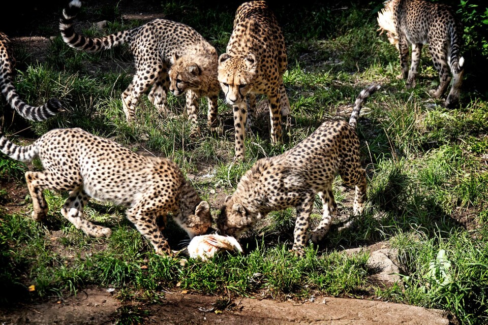 Geparderna tillhör de mer populära djuren för parkens besökare.
