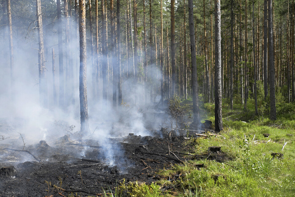 Det råder extrem risk för skogsbränder i norra Sverige. Arkivbild.