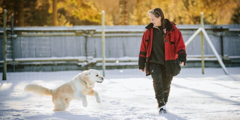 ”Han älskar snön”, säger Satu Hägg Svensson kärleksfullt om golden retrievern Max som är en återkommande dagishund på Havsgårdens hundpensionat.
