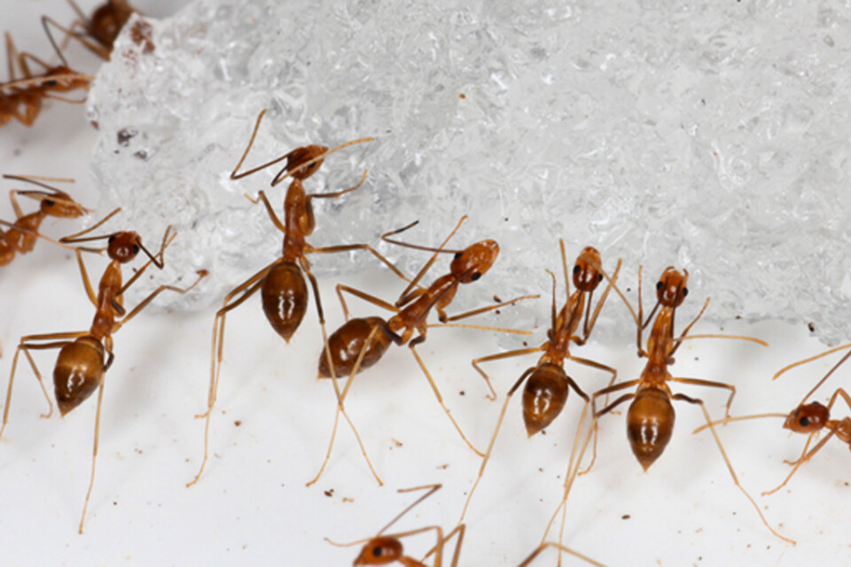 Vissa arter av myror, som den gula galenmyran (Anoplolepis gracilipes) på bilden, har med människans hjälp spridit sig över stora delar av världen. Den ses som en invasiv art i många länder.