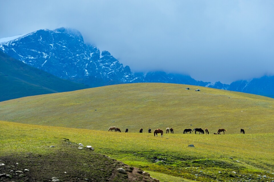 Hästar betar i Suusamyrdalen i kirgiziska Tianshan-bergen i augusti 2022. Landet satsar bland annat på rid- och skidturism.