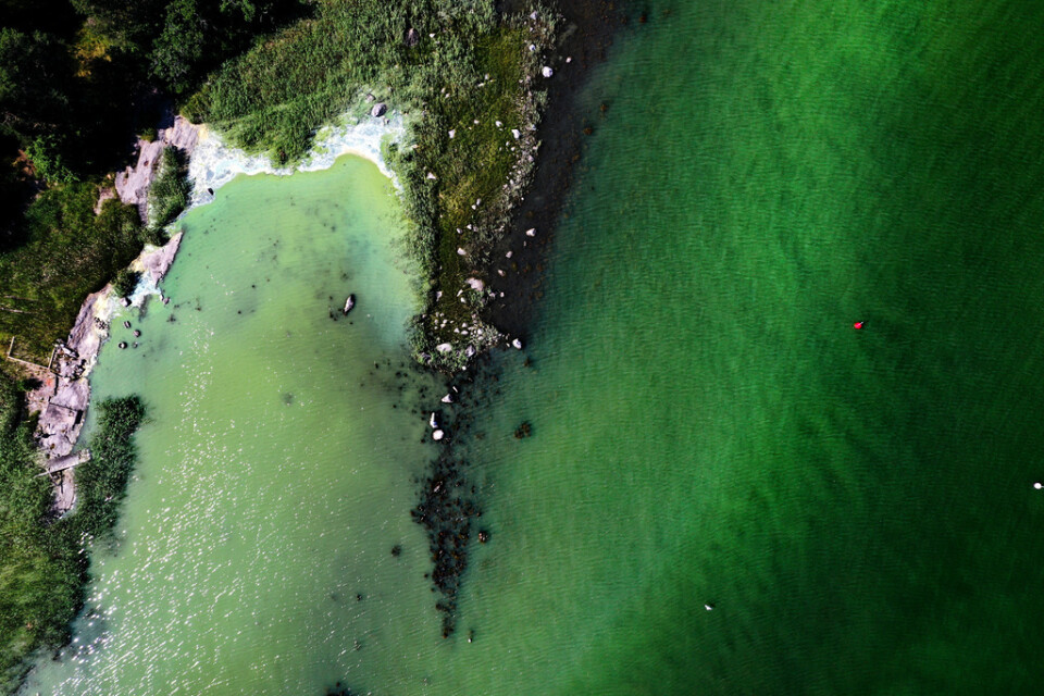 De första rapporterna om algblomning har kommit. Bilden är tagen i vattnen utanför Tyresö förra sommaren.