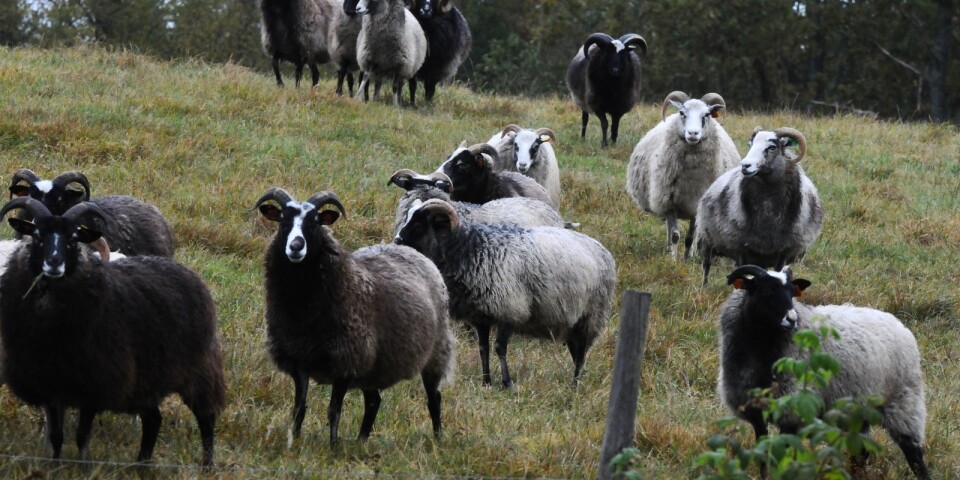 Obotlig klövsjukdom fruktas bland fårägare