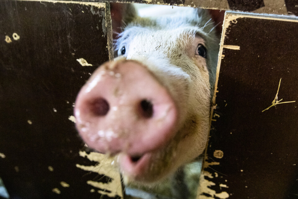 Grisköttsföretagen oroas över uteblivna intäkter på grund av svinpesten, uppger branschorganisationen Kött- och charkföretagen. Arkivbild.