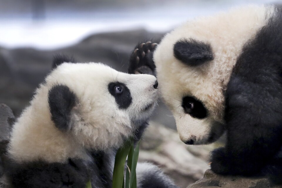 Populationen av vilda jättepandor växer i Kina – något som pandatvillingarna Meng Yuan och Meng Xiang, på Berlins Zoo, antagligen är ovetandes om. Arkivbild.