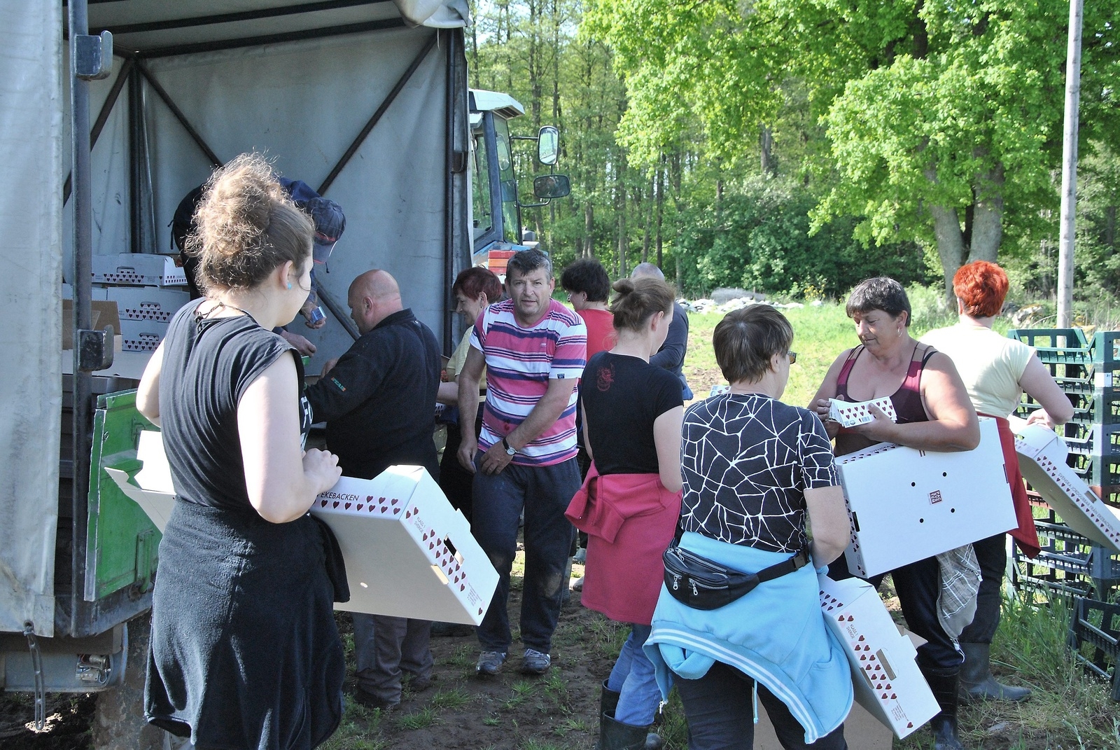 Plockarna, företrädesvis från Polen, hämtar snabbt nya tomma lådor för att ge sig ut i landet igen.                Foto: Robert Rolf