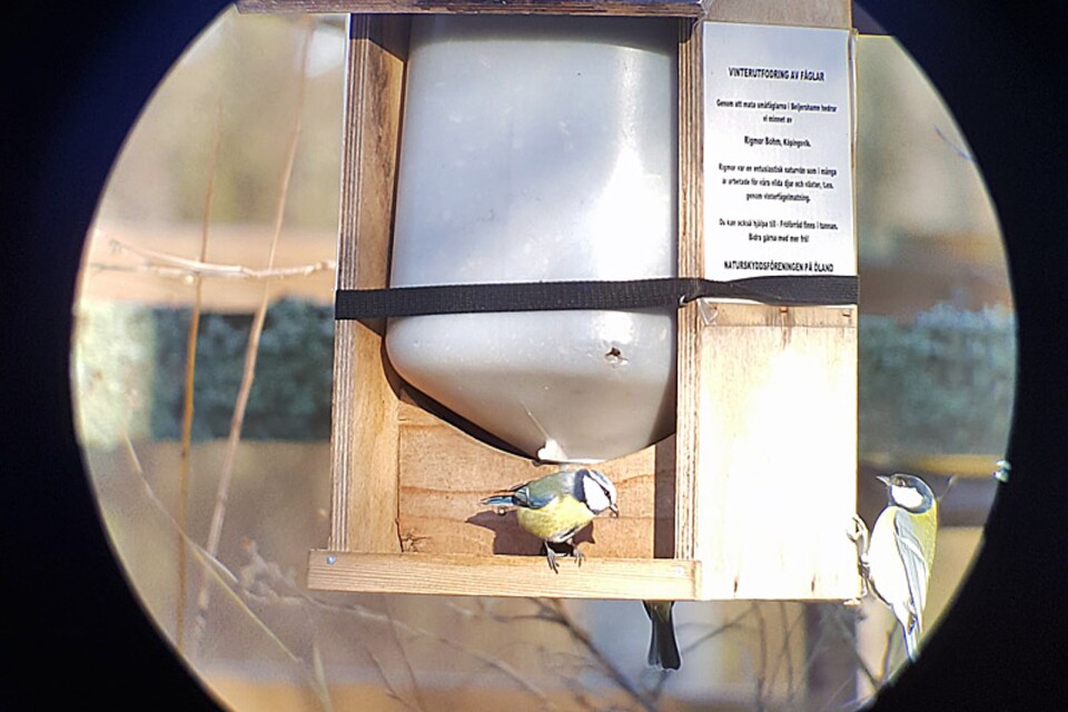 Ölands Naturskyddsförening matar fåglarna på parkeringen i Beijershamn varje vinter.