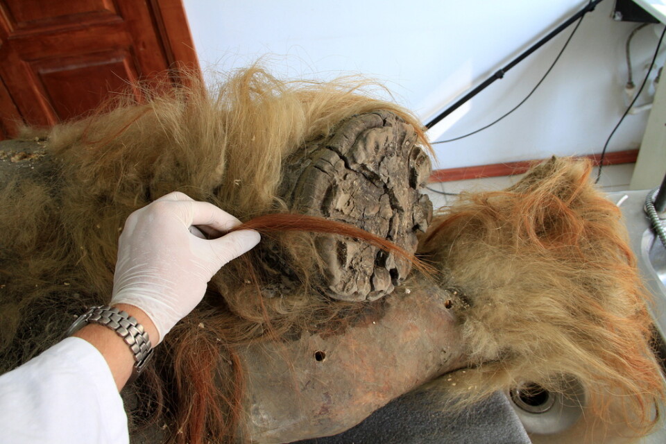Bakben från den så kallade Yuka-mammuten som hittades i Sibirien 2010.