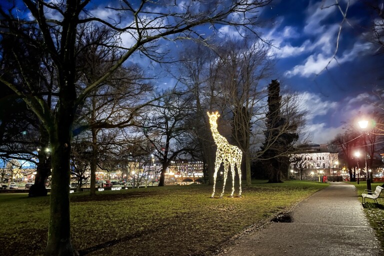 Kulturkliv kan vara lysande giraffer utmed mörka skidspår