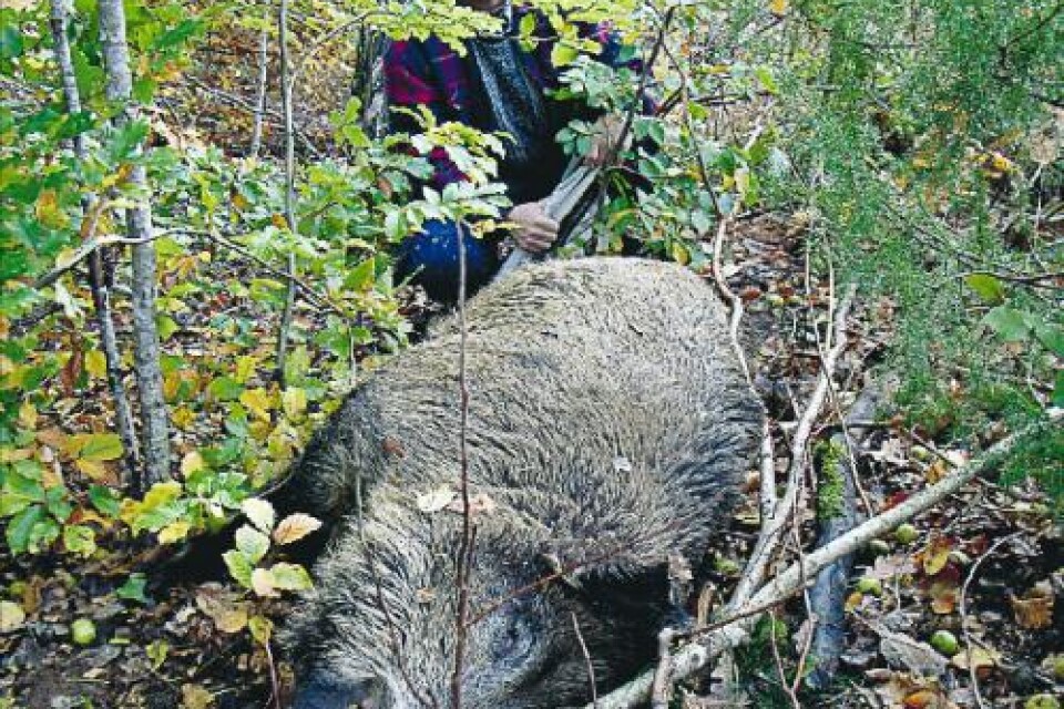 Roger Carlsson, konservator i länet, konstaterade att den trafikdödade grisen legat länge vid vägen. Foto: Per-Erik Sandebäck.