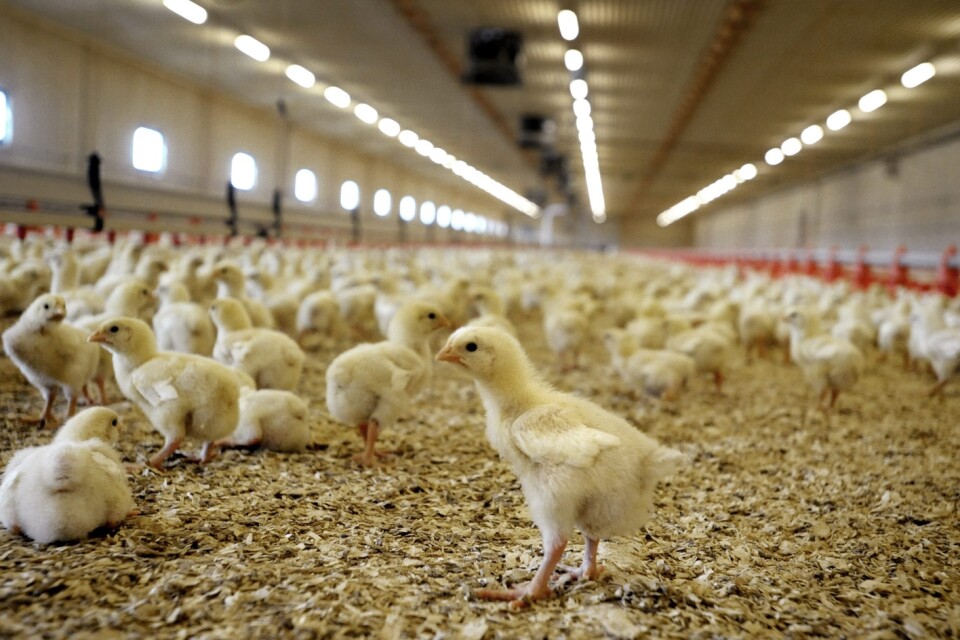 Konkurrensen är snedvriden för den skånska fjäderfäuppfödningen. ”Sverige har idag internationellt sett en extremt låg behandling med antibiotika vid uppfödning av kyckling och kalkon”, påpekar skribenterna.