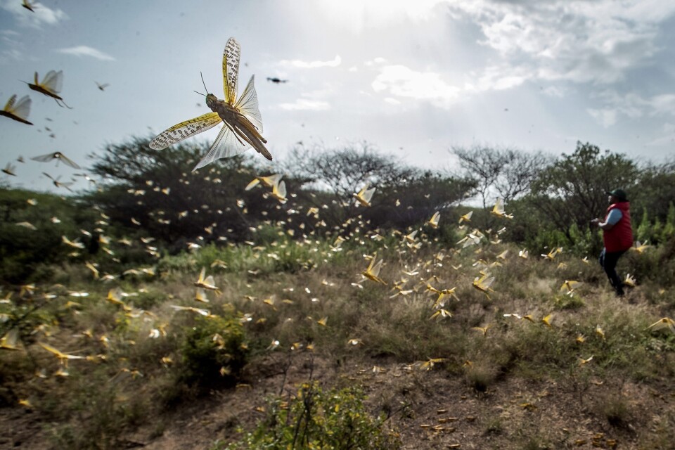 Miljarder gräshoppor invaderar östra Afrika. Foto: TT