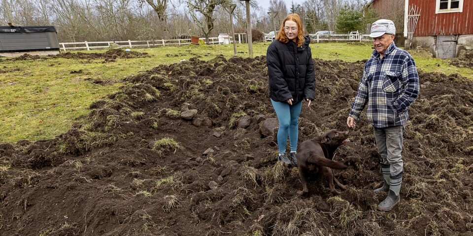 TV: Vildsvinen har förstört trädgården hos Emilia, 24: ”Chockartat”