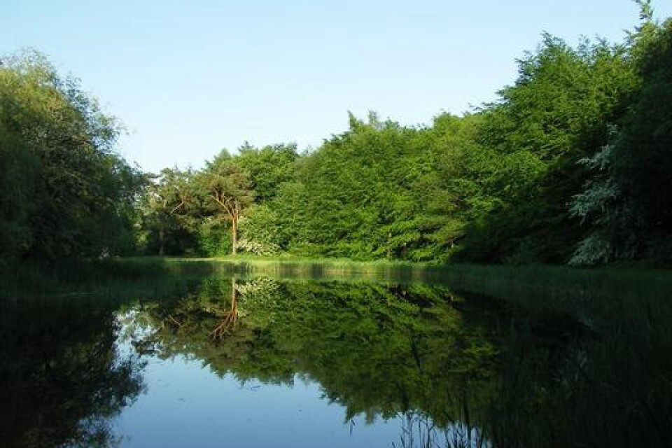 Fin bild i Albäcksskogen fotagraferad sommaren 2007.