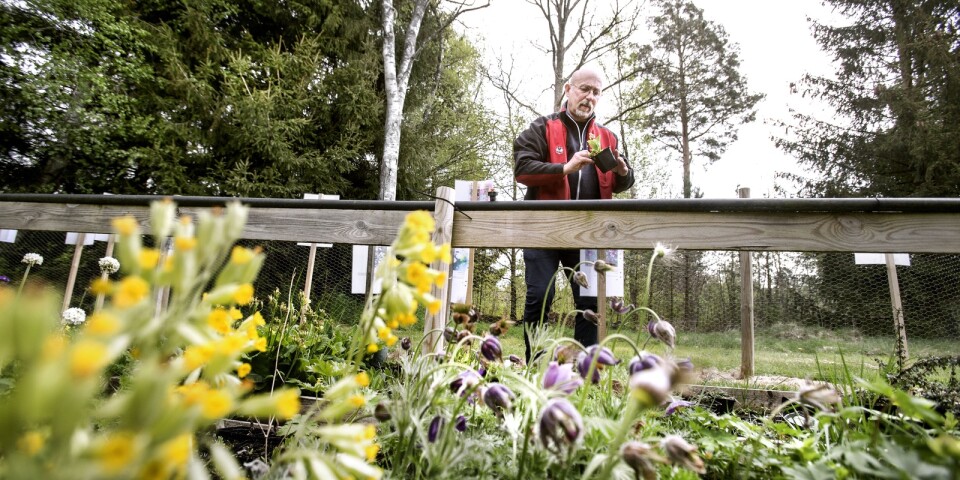 Håkan öppnar plantskola i miniformat: ”Jag är en riktig nörd”
