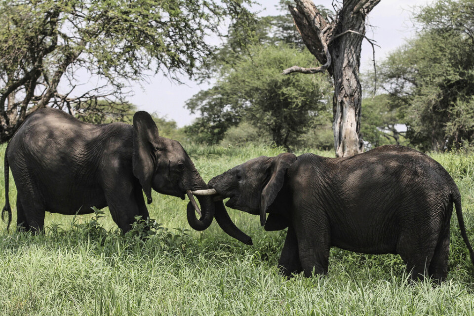 Efter att ha decimerats kraftigt av tjuvjakt växer nu Tanzanias elefantstam igen. Arkivbild.