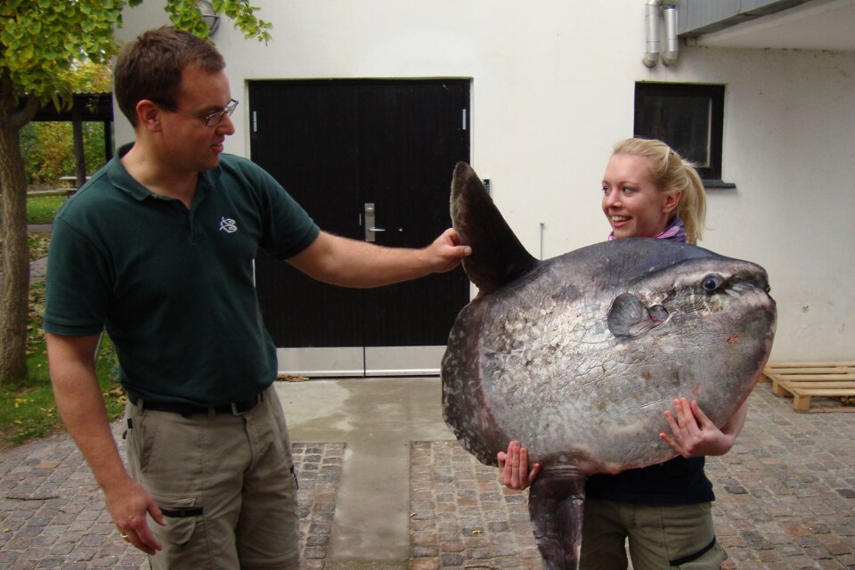 Här en klumpfisk som hittades i norra Öresund oktober 2011. Den vägde 31 kilo. Men klumpfiskar kan bli gigantiska och väga över två ton.