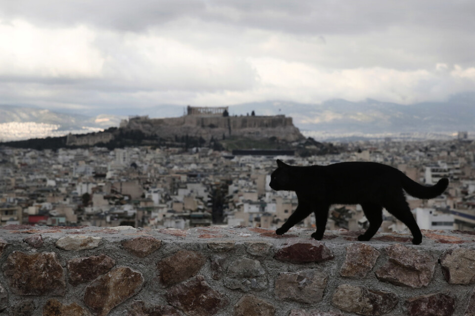 En svart katt promenerar i förgrunden av Akropolis. Arkivbild.