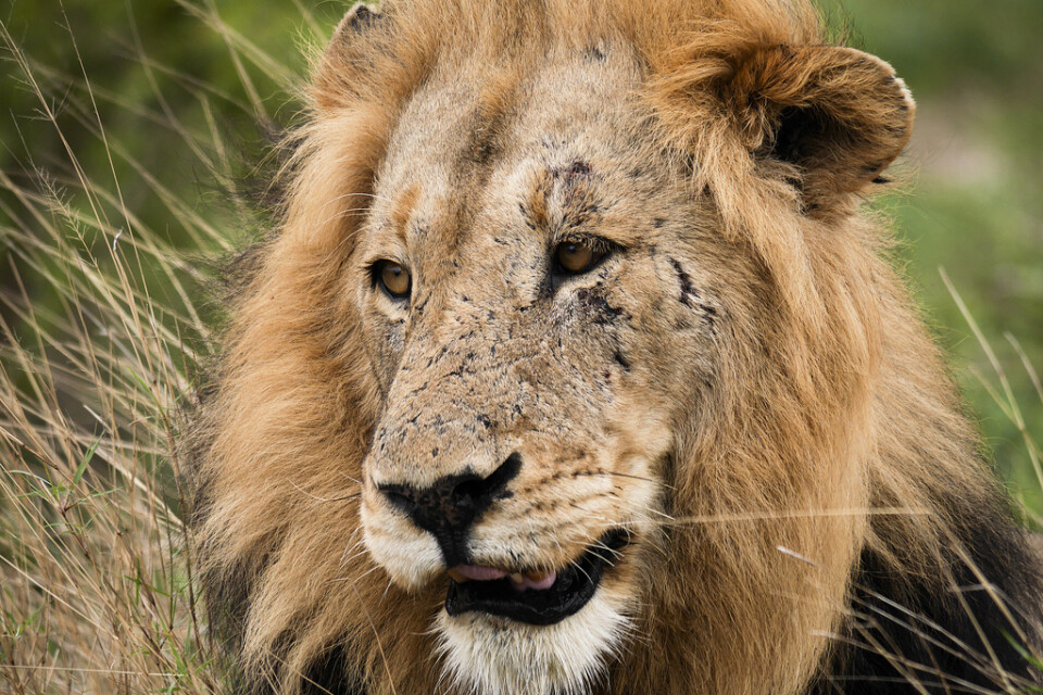Två lejon var inblandade i attacken. Arkivbild – lejonet på bilden var inte inblandad i händelsen.