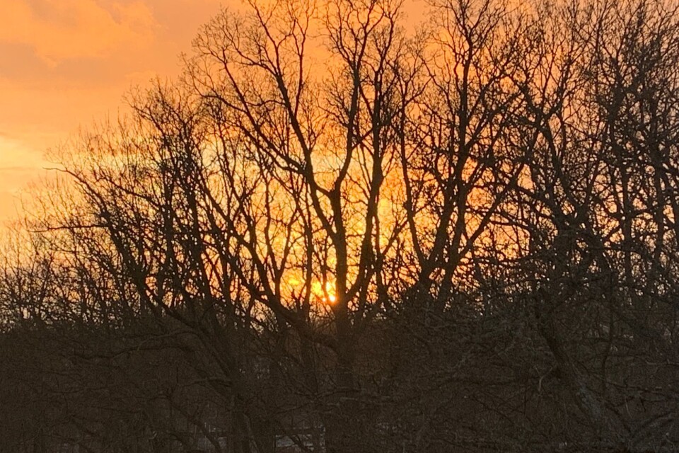 När solen är på väg ner bakom träden i Karlskrona