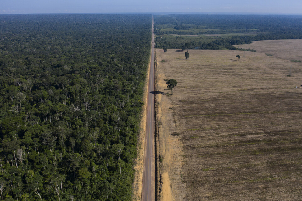 Sojaodling på tidigare skogsmark i Brasilien. Arkivbild.