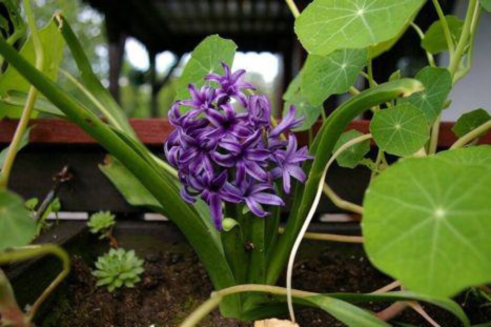I balkonglådan råder total kaos. Se själv (hyacint+ krasse).
