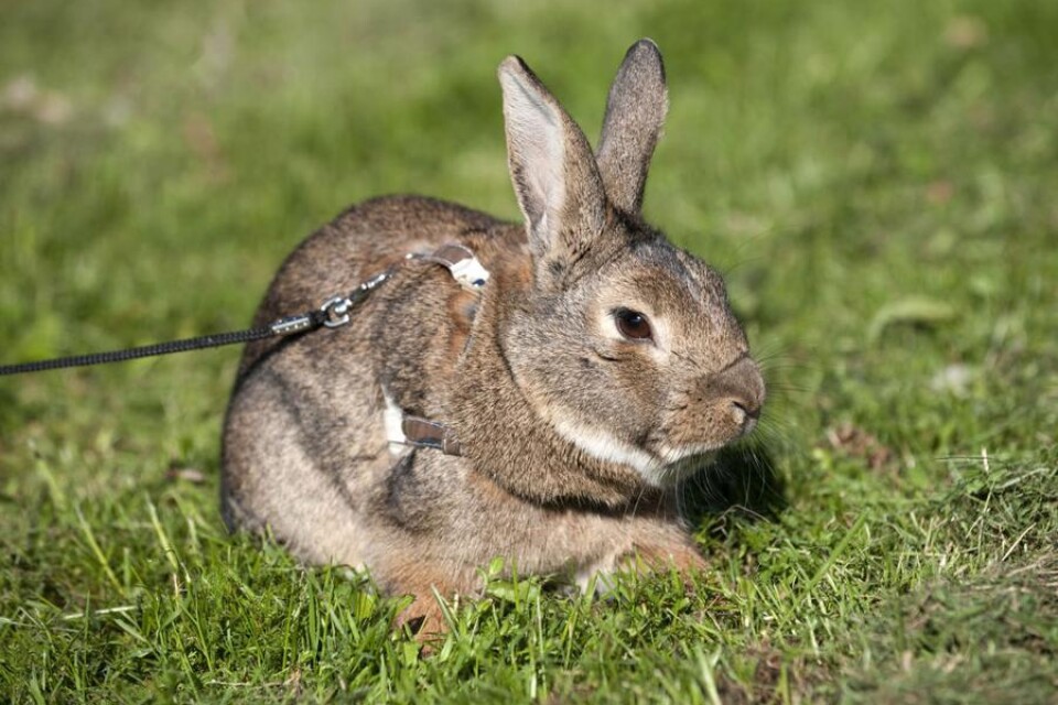 Kaninkött. På lördag ges besökarna på Naturbruksgymnasiets kosläpp tillfälle att provsmaka kanin.