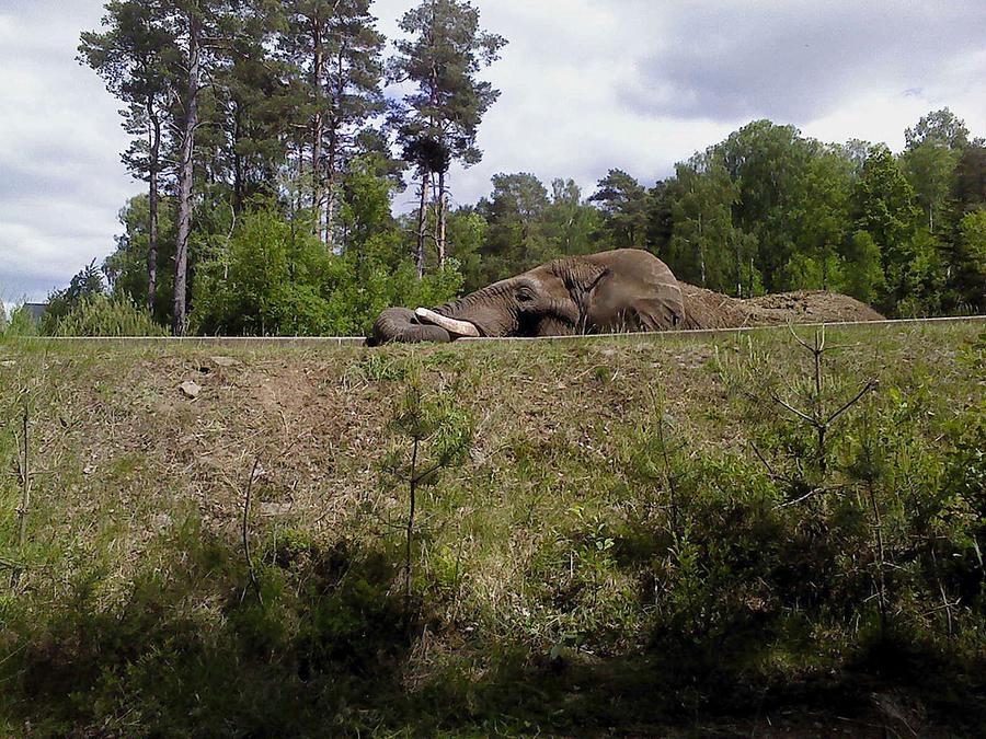 En elefant letar hö i djurparken. Foto Gunnar Nilsson