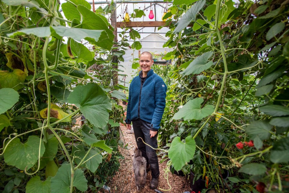 Sara Bäckmo i sin odlingstunnel. Här odlar hon både frukt och grönsaker.