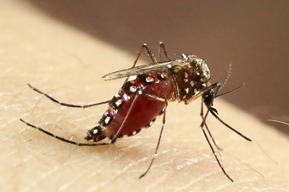 Gulafebermygga (Aedes aegypti). Arkivbild.