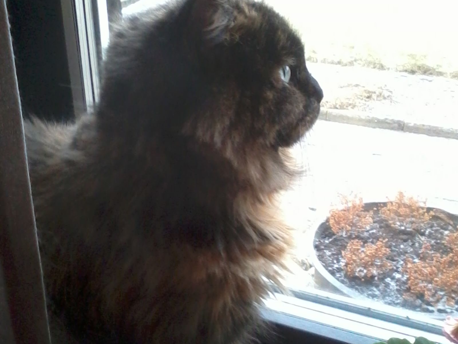 Mitzy njuter av utsikten från fönstret hemma i Fjälkinge.