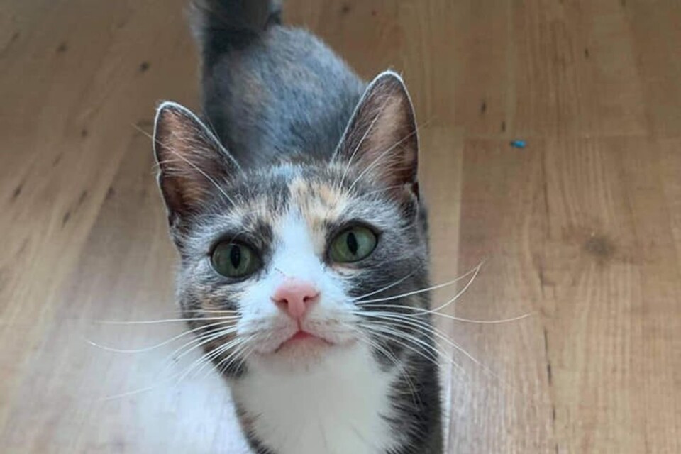 Honu, född 2019, hittades i ett bostadsområde Nybro den 28 juni 2020. Hon är 6-8 månader gammal, väldigt tillgiven och var dräktig. Den 18 juli 2020 födde Honu tre ungar. Supertam och gosig katt.