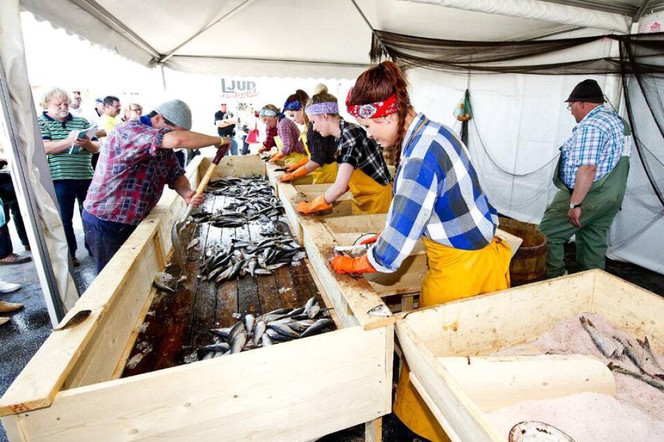 Kustkultur. Deltagare från Island rensade och saltade sill i ett tält längst bort på kajen. Sillshowen var den del av Kustkulturfestivalen och islänningarna både sjöng och skådespelade i tältet.