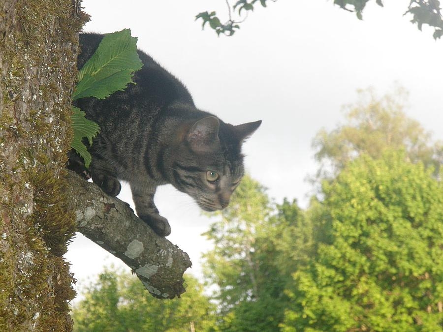 Marja Wiking skulle ta kort på denna söta katt men lyckades skrämma upp den i trädet.