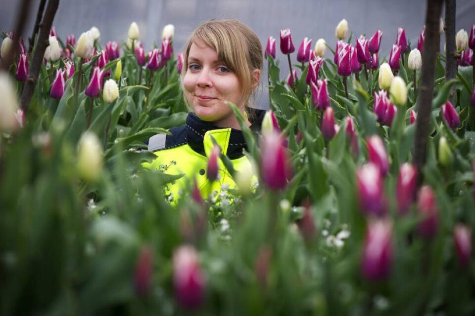 Sötsugen. Parkingenjör Sara-Marie Rännbäck var sötsugen när beställningarna gjordes av vårens blommor. De har fått namnet ljuva desserter och hon får själv känslan av gräddiga pajer när hon njuter av blommorna.