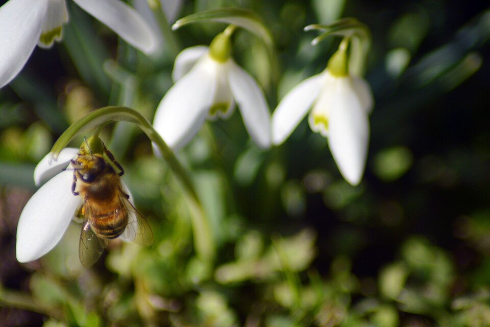Så snart vårsolen började värma en aning slog snödropparna upp sina klockor och lockade bina till sig.
