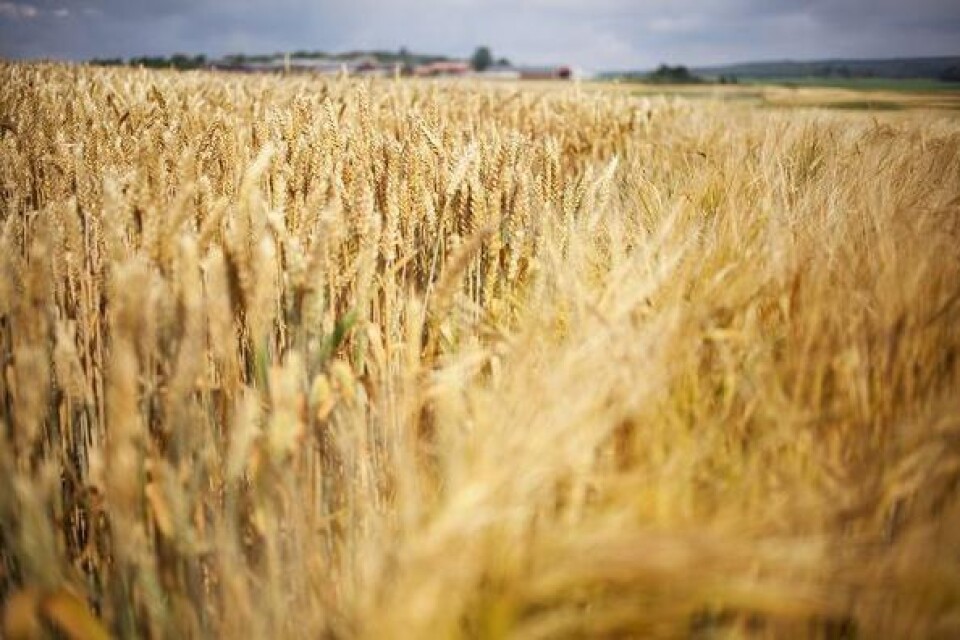 Sädesfält vid Råbelöv, Vete och korn