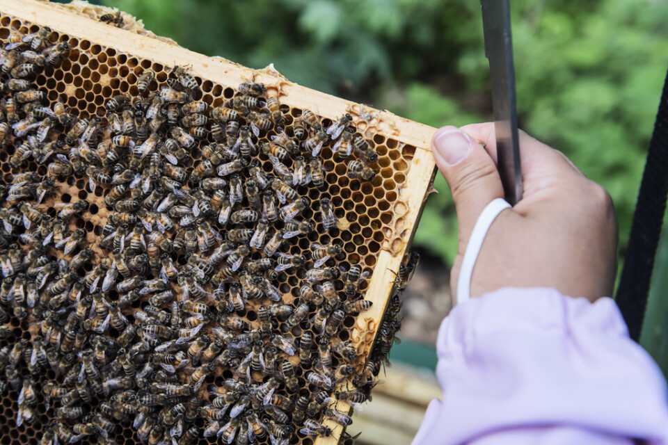 Biodling är viktig för framför allt jordbruk och trädgårdsnäring. Värdet av honungsbins pollinering beräknas till uppemot 640 miljoner kronor. Arkivbild.