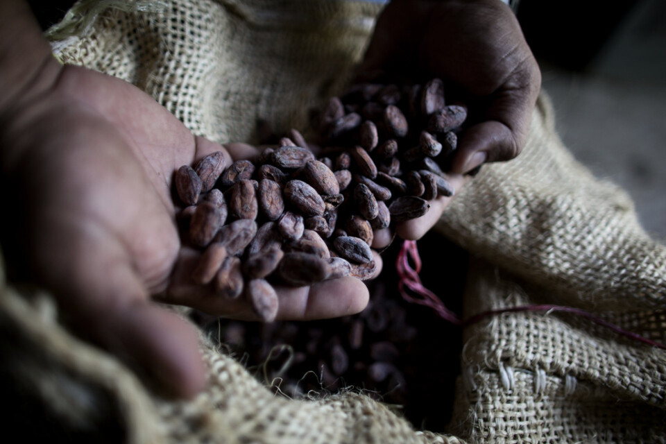 Kakao är inte en oändlig resurs. Arkivbild.