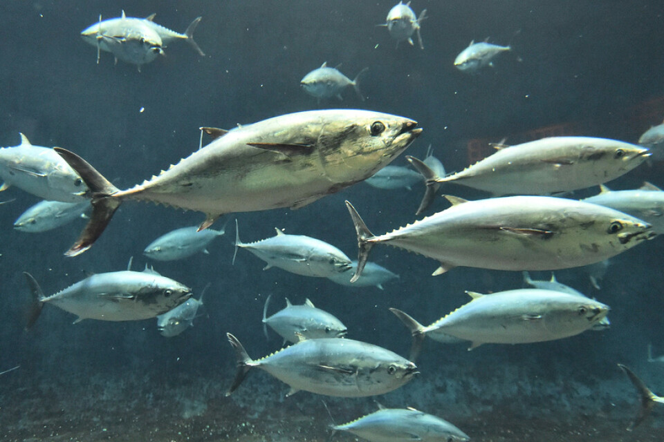 Syrefattiga hav kan slå hårt mot bland annat världens tonfiskbestånd. Arkivbild.