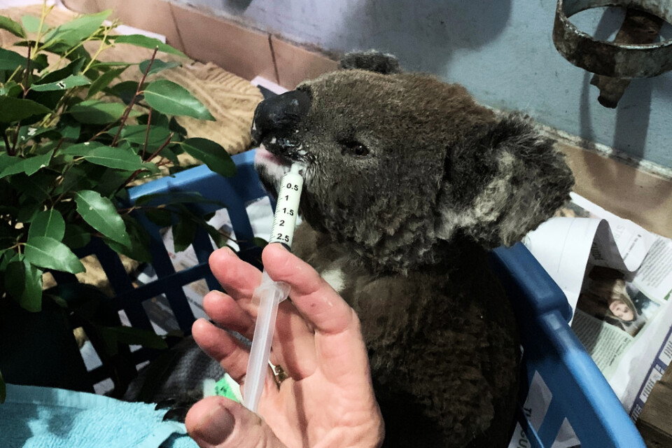 En brännskadad koala tas omhand vid koalasjukhuset i Port Macquarie tidigare i november.