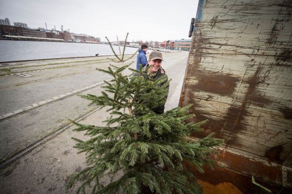 Asarumsbon Sven Harrysson bidrog till projektet ”Abborrens jul” genom att skänka sin gamla julgran till insamlingen på Östra Piren i Karlshamn.