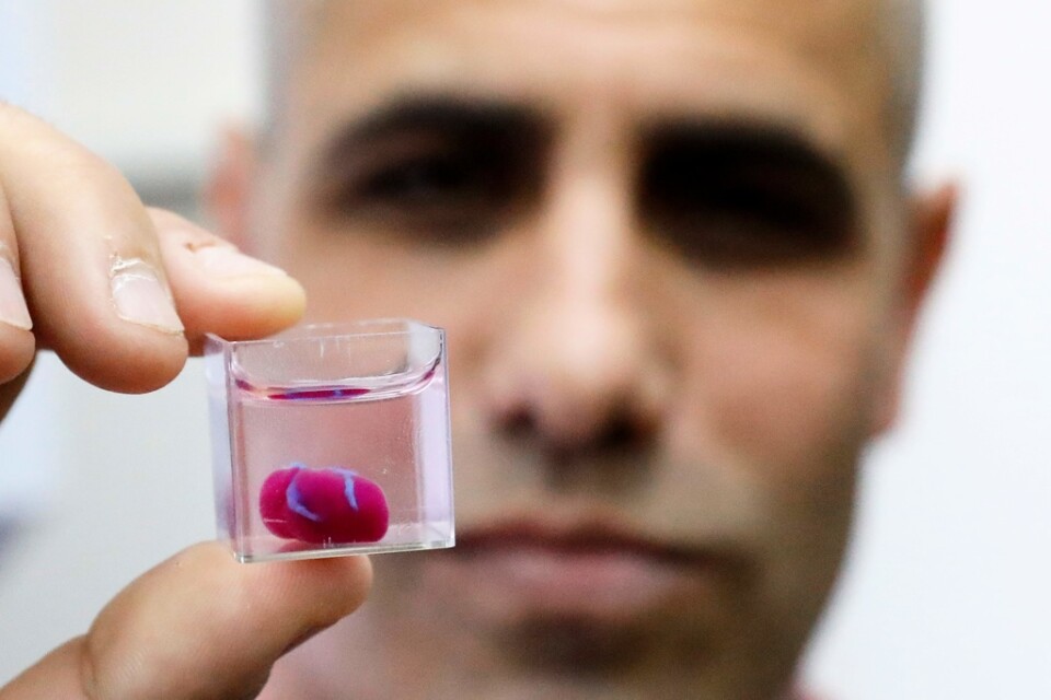 Professor Tal Dvir visar upp det 3D-printade hjärtat med mänsklig vävnad. Storleken är ungefär som ett kaninhjärta.