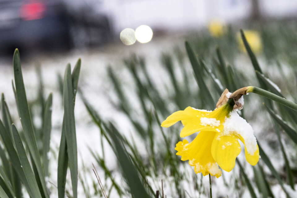 Delar av Sverige kan komma att få snö den kommande veckan. Arkivbild.
