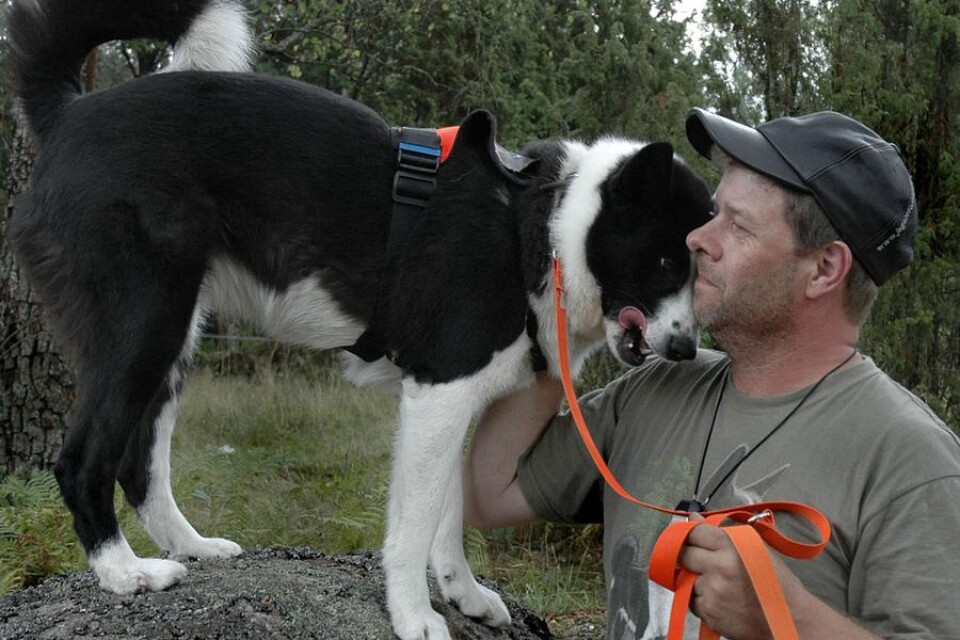 kontroll. Mikael Lundin i Holmsjö förespråkar GPS-pejl för att ha full kontroll på sina hundar i vildmarken. Här med björnhunden Fixxa, karelsk björnhund.